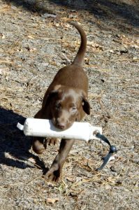 Registered Labrador Retriever Puppies near Ranger, Cartersville, Adairsville, Atlanta, Marietta, Chattanooga, and Calhoun Georgia. The Kennels at Bailiwick is a Championship Dog Breeding facility for Black and Yellow Fowl Hunting. Championship bloodline for breeding the best hunting dogs and companions.