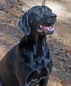 black labrador puppies for sale near me