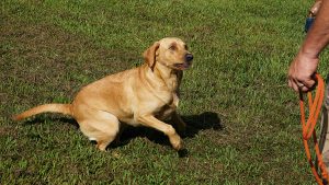 Registered Labrador Retriever Puppies near Ranger, Cartersville, Adairsville, Atlanta, Marietta, Chattanooga, and Calhoun Georgia. The Kennels at Bailiwick is a Championship Dog Breeding facility for Black and Yellow Fowl Hunting. Championship bloodline for breeding the best hunting dogs and companions.