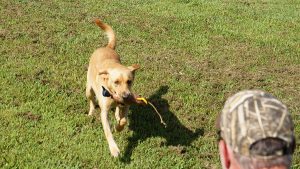 Registered Labrador Retriever Puppies near Ranger, Cartersville, Adairsville, Atlanta, Marietta, Chattanooga, and Calhoun Georgia. The Kennels at Bailiwick is a Championship Dog Breeding facility for Black and Yellow Fowl Hunting. Championship bloodline for breeding the best hunting dogs and companions.