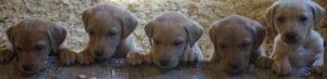 Registered Labrador Retriever Puppies near Ranger, Cartersville, Adairsville, Atlanta, Marietta, Chattanooga, and Calhoun Georgia. The Kennels at Bailiwick is a Championship Dog Breeding facility for Black and Yellow Fowl Hunting. Championship bloodline for breeding the best hunting dogs and companions.