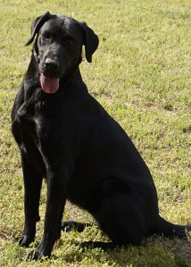 Black Labrador - Champion Bloodline Labrador Retrievers