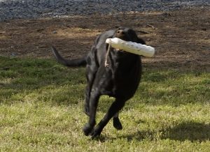 Registered Labrador Retriever Puppies near Ranger, Cartersville, Adairsville, Atlanta, Marietta, Chattanooga, and Calhoun Georgia. The Kennels at Bailiwick is a Championship Dog Breeding facility for Black and Yellow Fowl Hunting. Championship bloodline for breeding the best hunting dogs and companions.