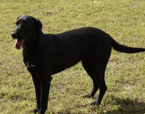 Registered Labrador Retriever Puppies near Ranger, Cartersville, Adairsville, Atlanta, Marietta, Chattanooga, and Calhoun Georgia. The Kennels at Bailiwick is a Championship Dog Breeding facility for Black and Yellow Fowl Hunting. Championship bloodline for breeding the best hunting dogs and companions.