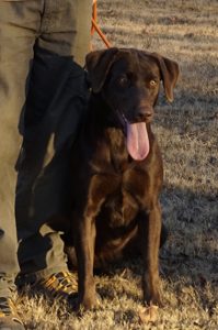 Registered Labrador Retriever Puppies near Ranger, Cartersville, Adairsville, Atlanta, Marietta, Chattanooga, and Calhoun Georgia. The Kennels at Bailiwick is a Championship Dog Breeding facility for Black and Yellow Fowl Hunting. Championship bloodline for breeding the best hunting dogs and companions.