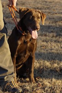 AKC chocolate lab puppies for sale