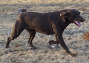 Registered Labrador Retriever Puppies near Ranger, Cartersville, Adairsville, Atlanta, Marietta, Chattanooga, and Calhoun Georgia. The Kennels at Bailiwick is a Championship Dog Breeding facility for Black and Yellow Fowl Hunting. Championship bloodline for breeding the best hunting dogs and companions.