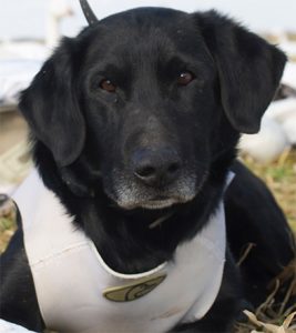 Bailiwick Retrievers | Black Labrador Retriever for Sale