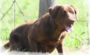 AKC chocolate lab puppies for sale