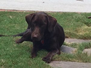 Brown lab puppies for sale near me