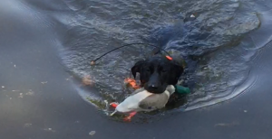 Master hunting retriever puppies