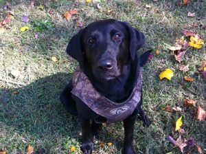 Kymber was one of our Labrador retriever purebred puppies for sale