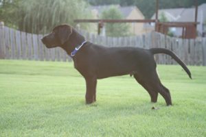 Hunting labs for sale
