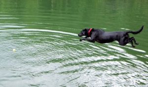 Macy at the Lake: Labrador puppies for sale in VA