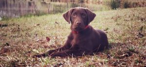Malley was one of our full breed chocolate lab puppies for sale