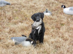 Duck hunting labs for sale in Georgia