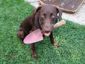 Chocolate labs for sale near me