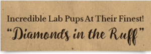  American Labrador breeders | Registered Labrador Puppies