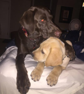 Labrador retriever litters for sale