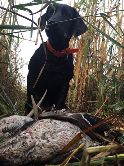 Good bird dogs | Pekka Black Lab