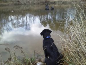 Guy | Bird Dog Waterfowl