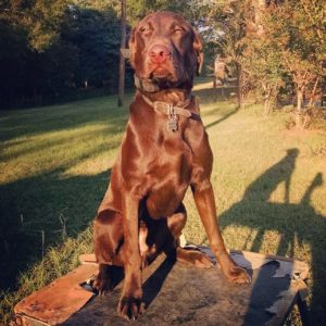 Jake | Bird dog training georgia