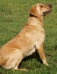 Yellow Labrador pedigree