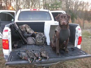 Great hunting dogs for sale