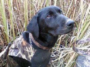 Labrador retriever waterfowl training