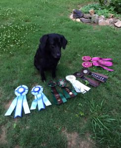 Wynn | National Champion Labrador