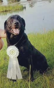 Wynn | Field Champion Labrador Retriever Pedigree