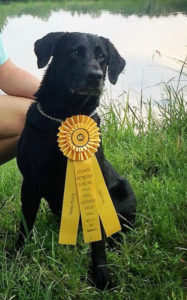 Wynn | National Field Champion Labrador