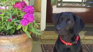 Cobi from our litter of American style Labrador Retriever breeders