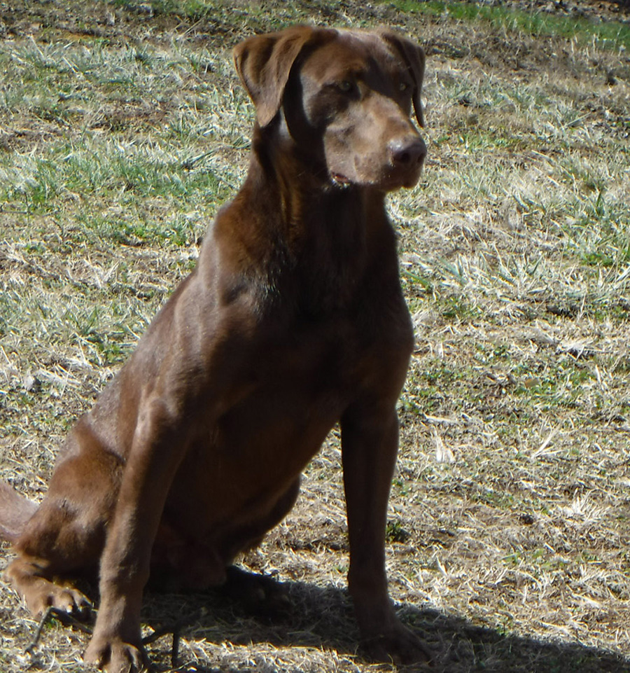 Lab breeders in GA - Labrador retriever breeders near me