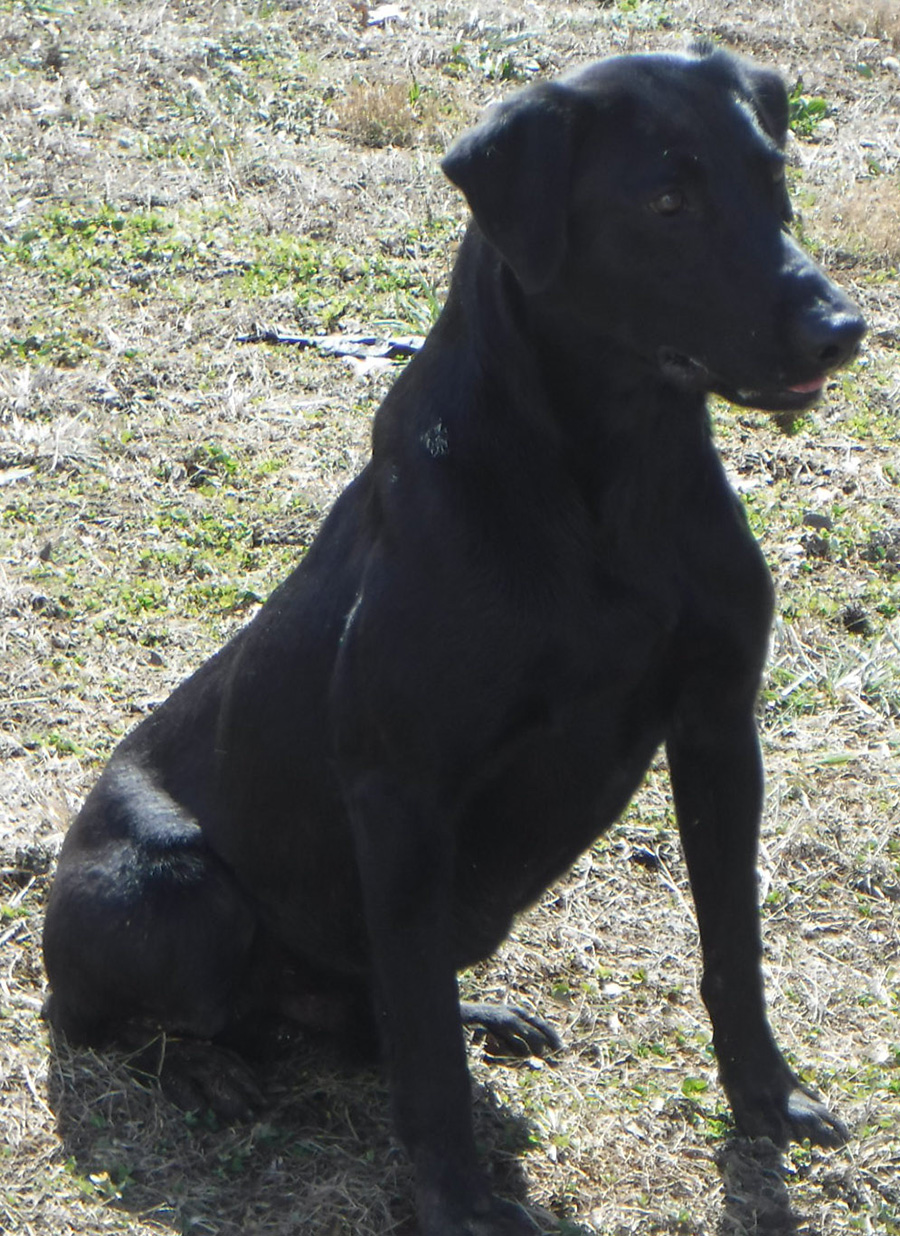 Lab breeders in GA - Labrador retriever breeders near me