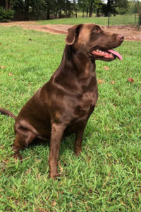 Champion Bloodline Labrador Retrievers