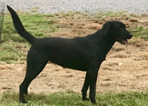 Champion Bloodline Labrador Retrievers