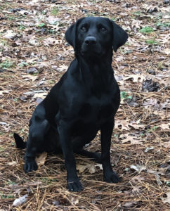 Buy yellow labrador retriever pedigree puppies 