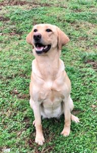 Registered Black Labrador puppies for sale near me