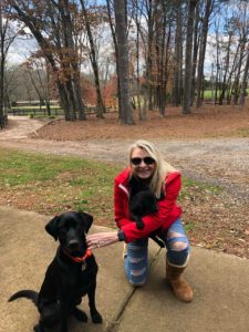 AKC Labrador breeders