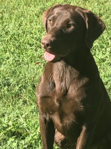 Buy yellow labrador retriever pedigree puppies 