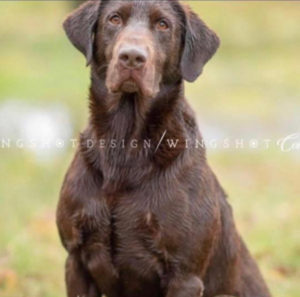 National Field Champion Labrador Retriever