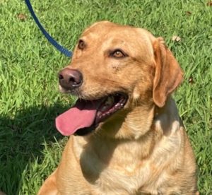 National Field Champion Labrador Retriever