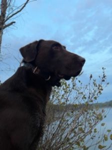National Field Champion Labrador Retriever