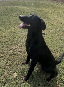 Local chocolate lab breeders with hunting puppies for sale