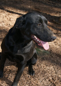 Buy yellow labrador retriever pedigree puppies 